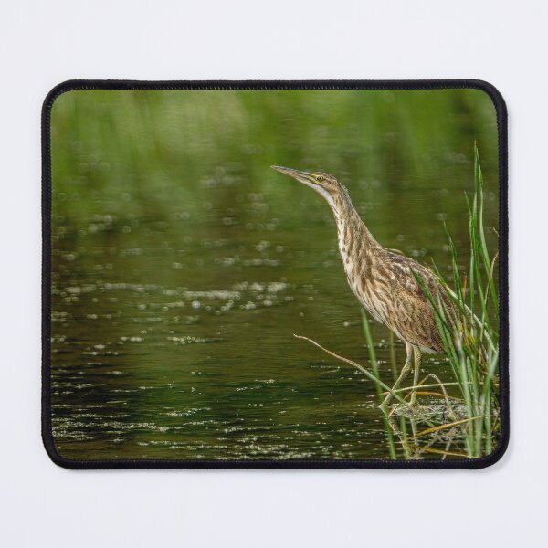 Item preview, American Bittern designed and sold by Michael Cummings.