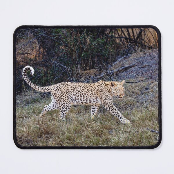 Item preview, Magnificent Leopard (Panthera pardus) designed and sold by Graham Prentice.