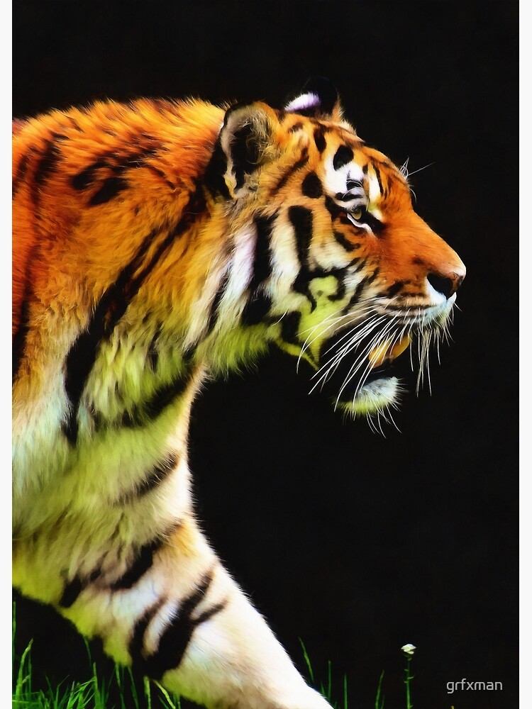 EDDIE'S TIGER by grfxman