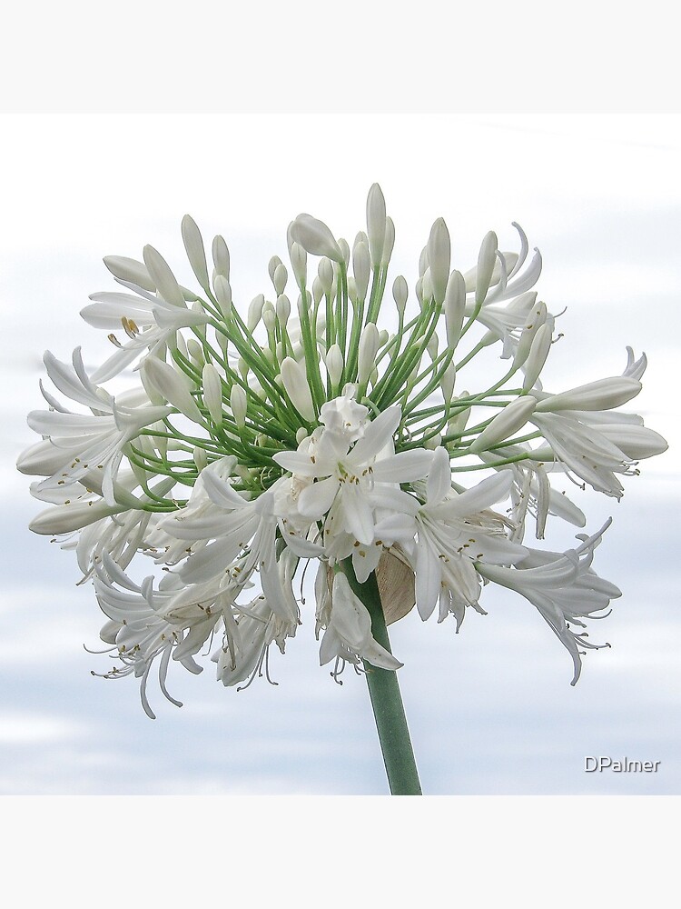 Tarjetas de felicitación «Flor blanca de Agapanthus» de DPalmer | Redbubble