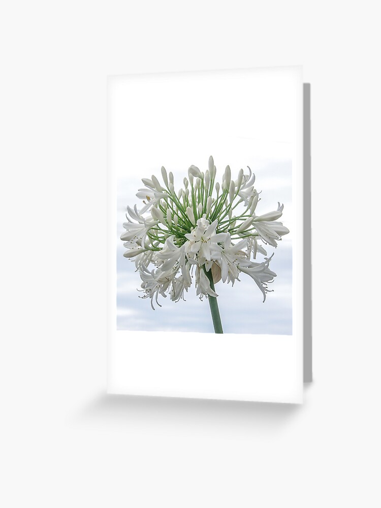 Tarjetas de felicitación «Flor blanca de Agapanthus» de DPalmer | Redbubble