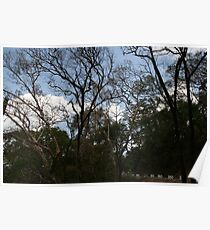 trees Poster