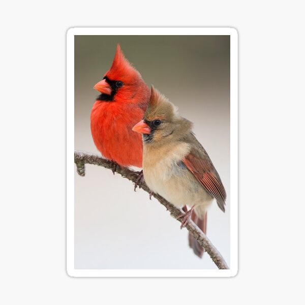 Item preview, Northern Cardinal Pair on Pine Branch designed and sold by Bonnie T.  Barry.