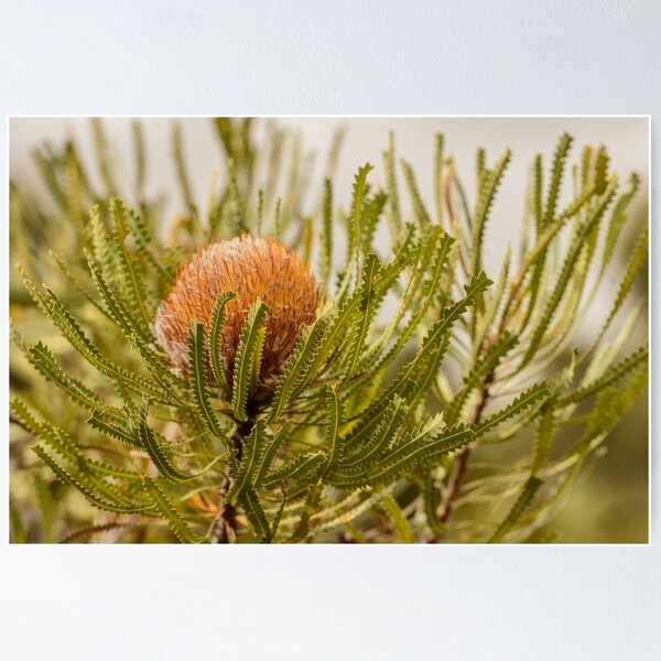 Item preview, Banksia WA02 designed and sold by Werner Padarin.