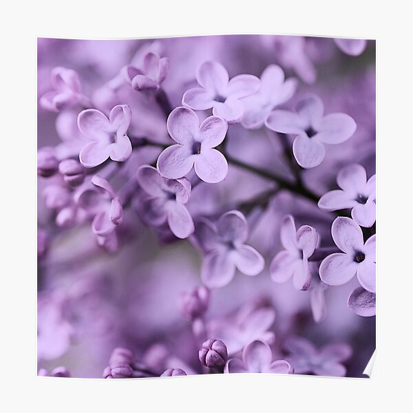 Lilac Poster
