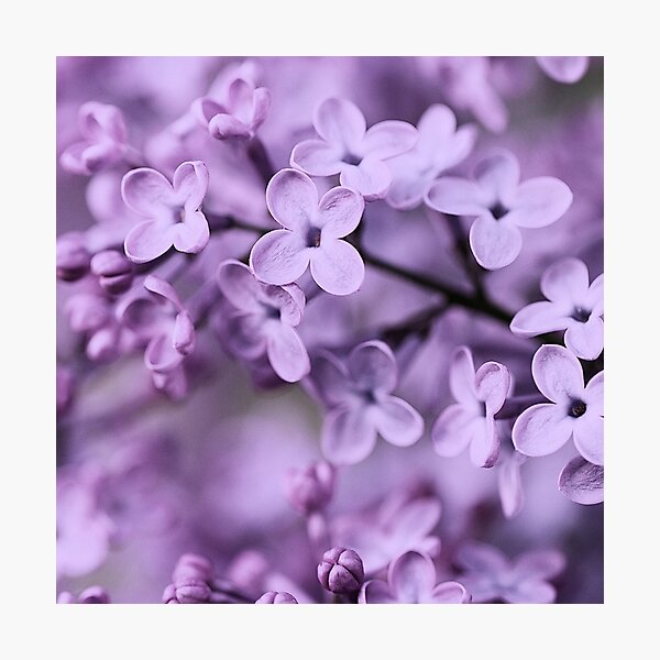 Lilac Photographic Print