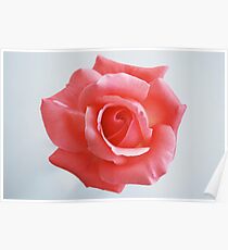 Coral Rose Poster