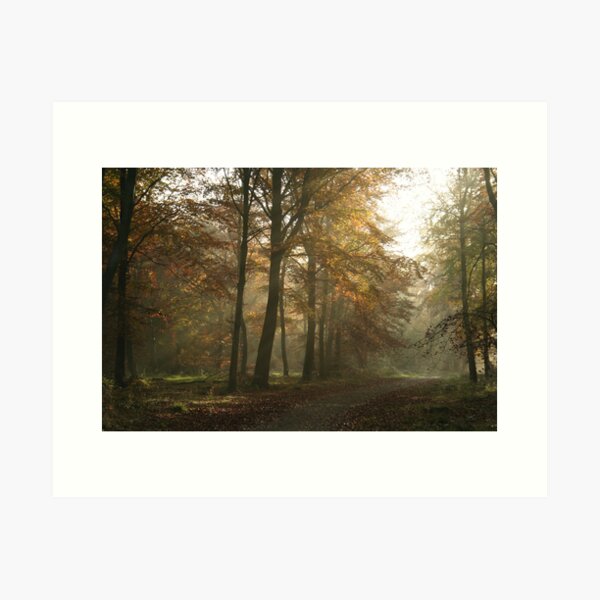 Woodland Wonderland - An Autumn Morning Art Print