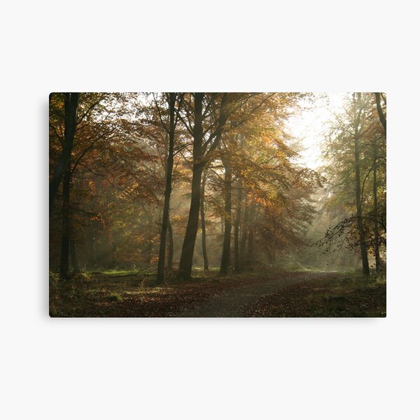 Woodland Wonderland - An Autumn Morning Canvas Print