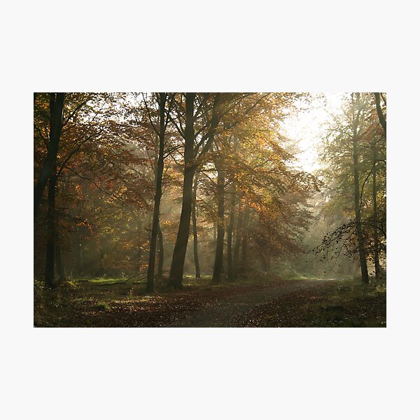 Woodland Wonderland - An Autumn Morning Photographic Print