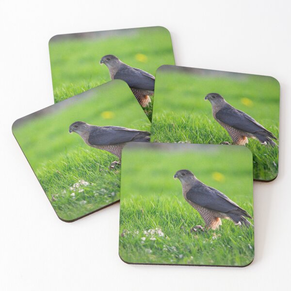 Item preview, H0225 Cooper's Hawk designed and sold by photographyemd.