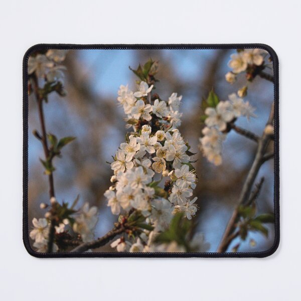 Item preview, H0226 Cherry Blossom designed and sold by photographyemd.