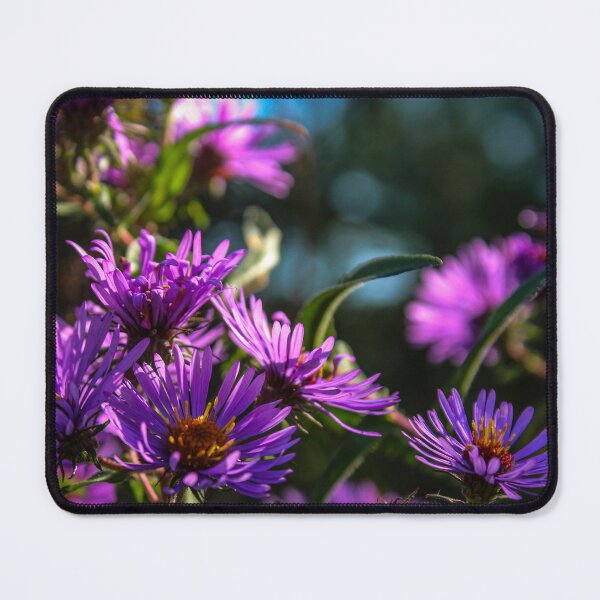 Item preview, H0229 New England Aster designed and sold by photographyemd.