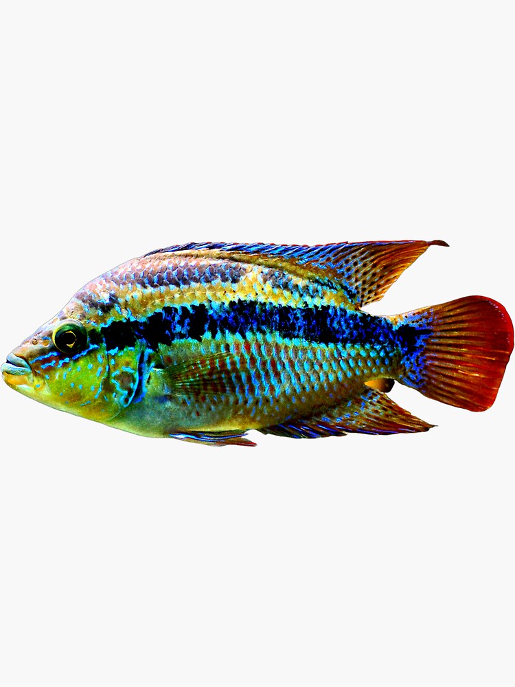 "Freshwater fish" Sticker for Sale by DiveOne Redbubble