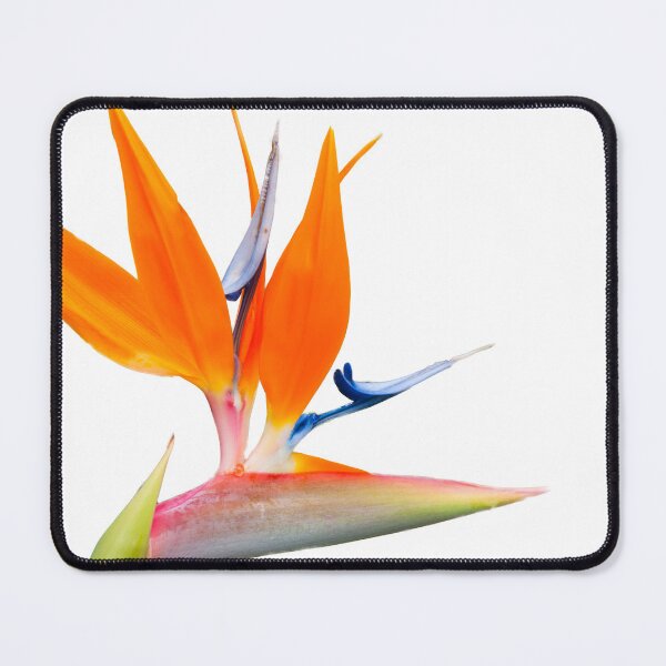 Item preview, Bird of paradise flower isolated on white. designed and sold by Brian Scantlebury.