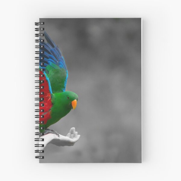 Item preview, Beautiful brightly coloured Eclectus parrot designed and sold by Brian Scantlebury.