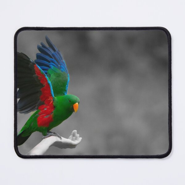 Item preview, Beautiful brightly coloured Eclectus parrot designed and sold by Brian Scantlebury.