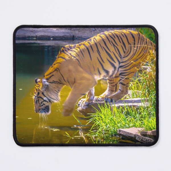 Item preview, Tiger Heading for a Swim designed and sold by Steven Jodoin.