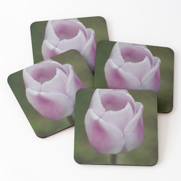 Item preview, Purple/White Tulip Blooming designed and sold by joelbakken39.