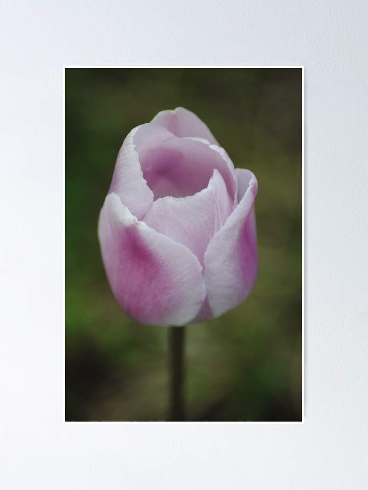 Poster « Tulipe violette/blanche en fleurs », par joelbakken39 | Redbubble