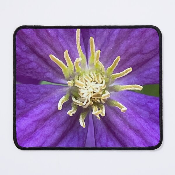 Item preview, Italian Clematis by Mark Ewing designed and sold by LifeSpice.