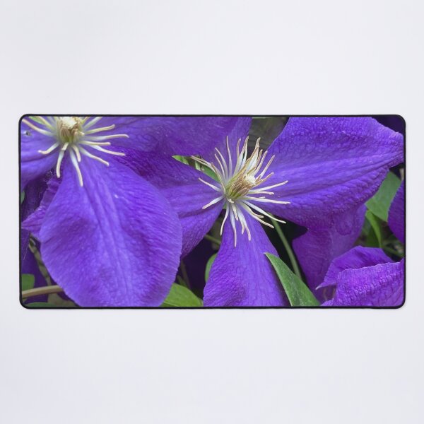 Item preview, Purple Italian Clematis by Mark Ewing designed and sold by LifeSpice.
