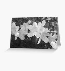 Blooming Azaleas Greeting Card
