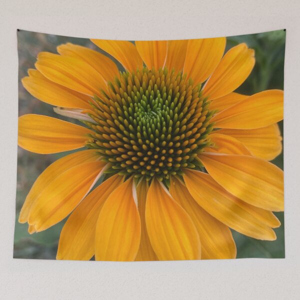Item preview, Echinacea Sunrise Coneflower by Mark Ewing designed and sold by LifeSpice.