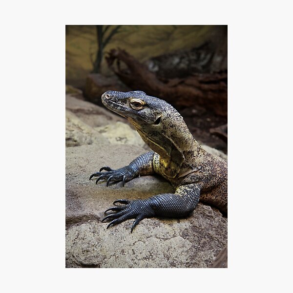 Item preview, Сomodo dragon designed and sold by Alexey Dubrovin.