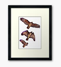 Hawk in Flight Framed Print