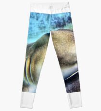 Port Jackson shark. Leggings
