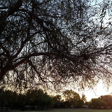 Artwork thumbnail, Stillness Gifts Tree Park - California so-cal sunset, trees in cali by stillnessgifts