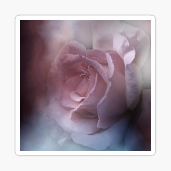 soft pink rose  Sticker