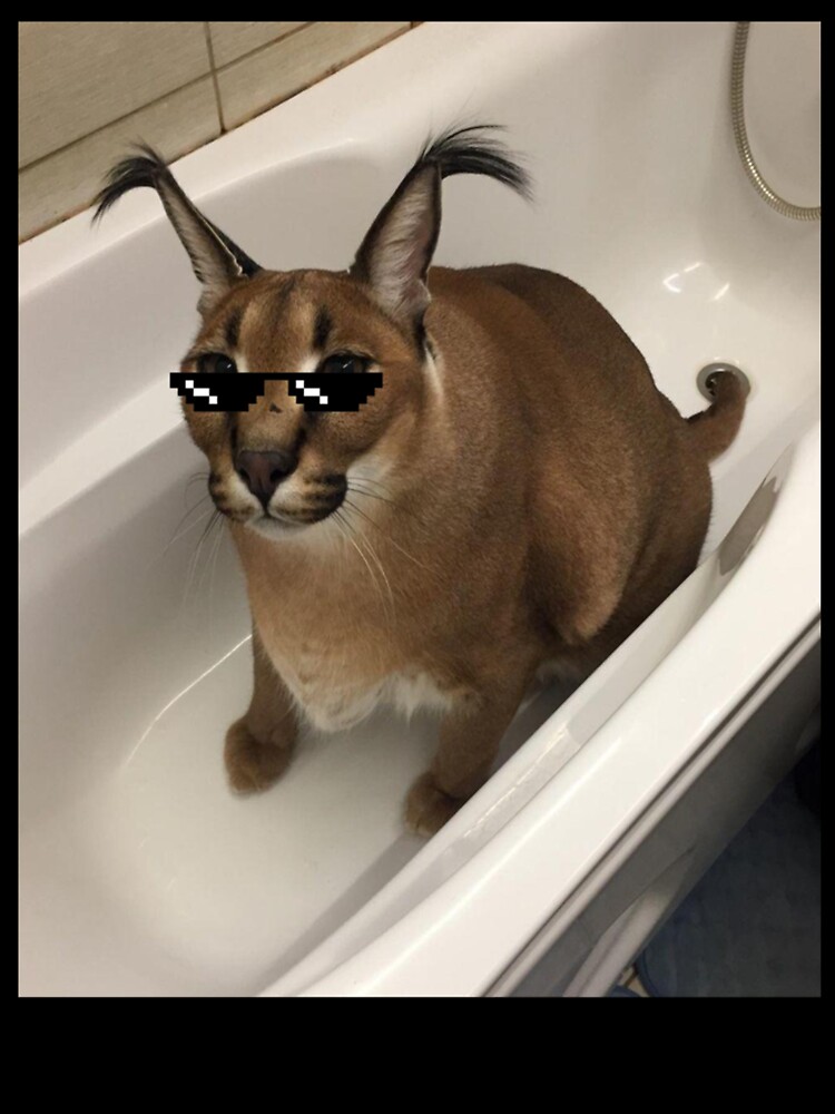 Big Floppa, Cat Meme, Your Balls I Require Them, Cat in the Tub Sticker -   Finland