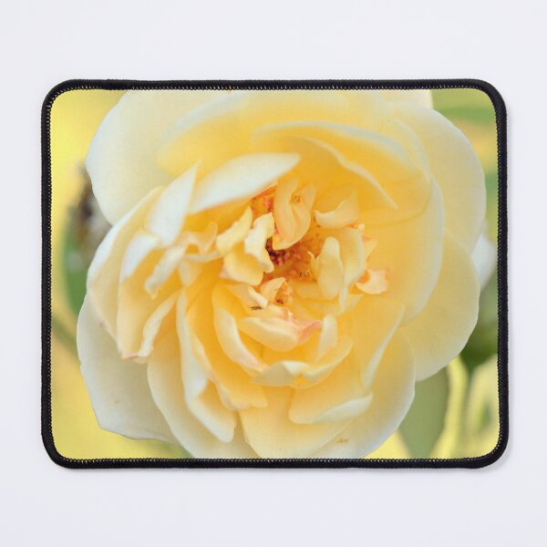 Item preview, David Austin Rose - 'Graham Thomas' designed and sold by imaginethis.