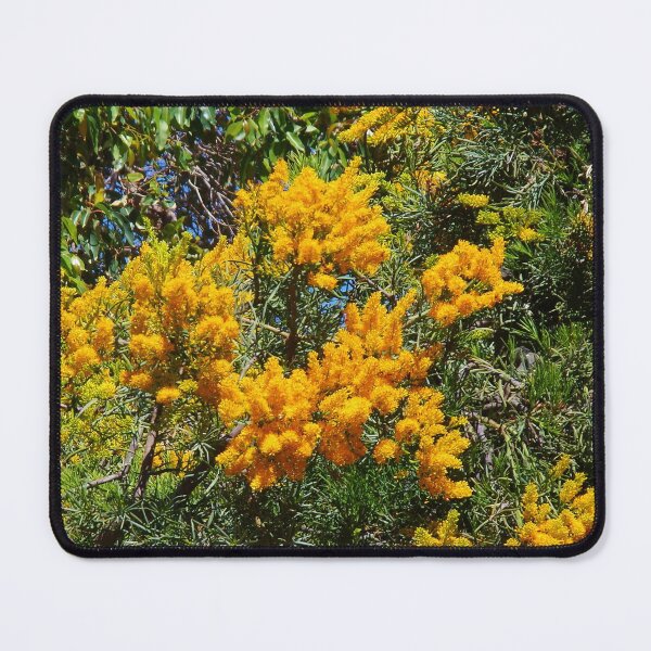 Item preview, Pinjarra Nuytsia floribunda designed and sold by lezvee.
