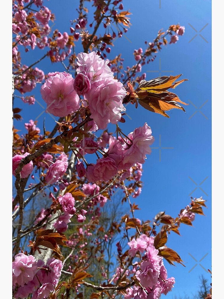 "Light Pink Flowers " Poster for Sale by Kai592 Redbubble