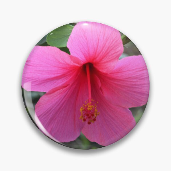 Artikelvorschau, rosa Hibiskus entworfen und verkauft von teacup21.