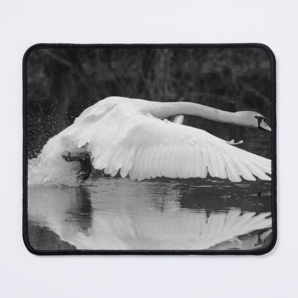 Item preview, Swan's First Flight designed and sold by John Stoves.