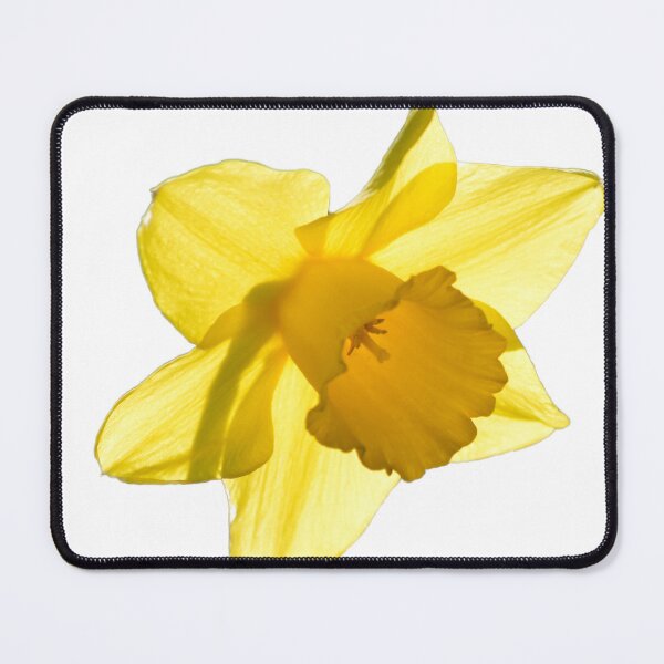 Item preview, Daffodil designed and sold by John Stoves.