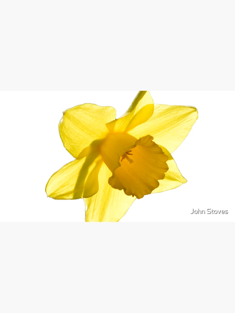Thumbnail 3 of 3, Cap, Daffodil designed and sold by John Stoves.