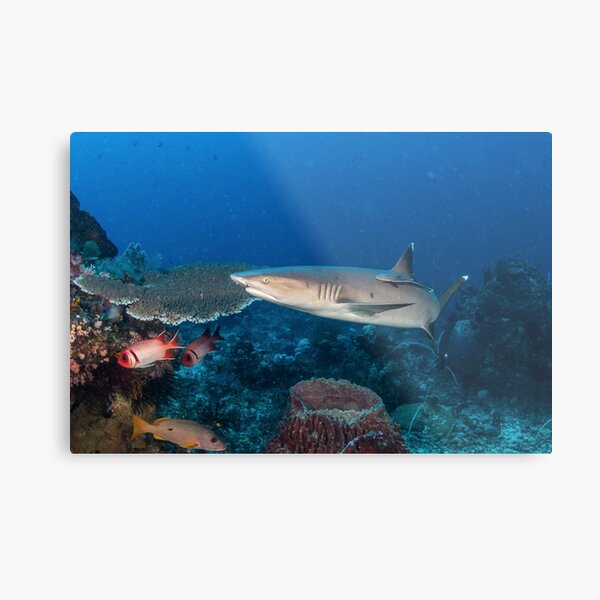 Remora Fish Lover Gifts & Merchandise for Sale