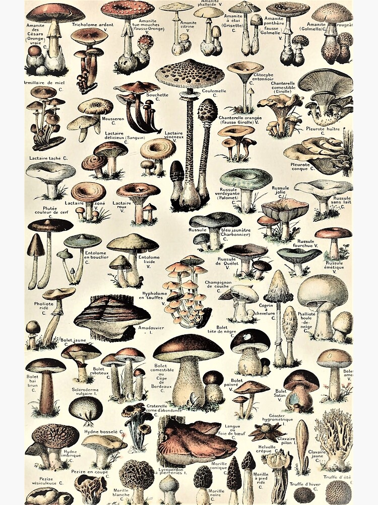 Disover Vintage Mushroom Chart Premium Matte Vertical Poster