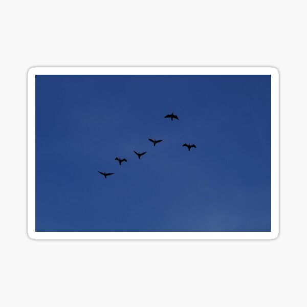 Birds Sticker
