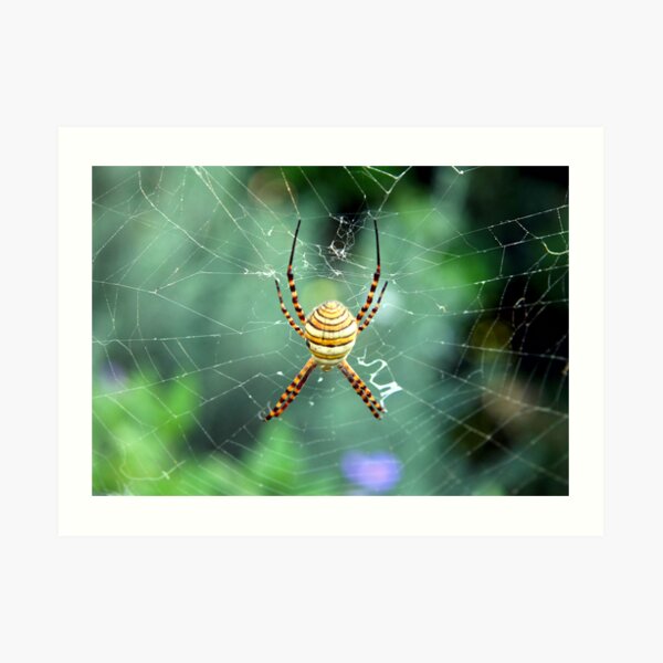Argiope trifasciata topside Art Print