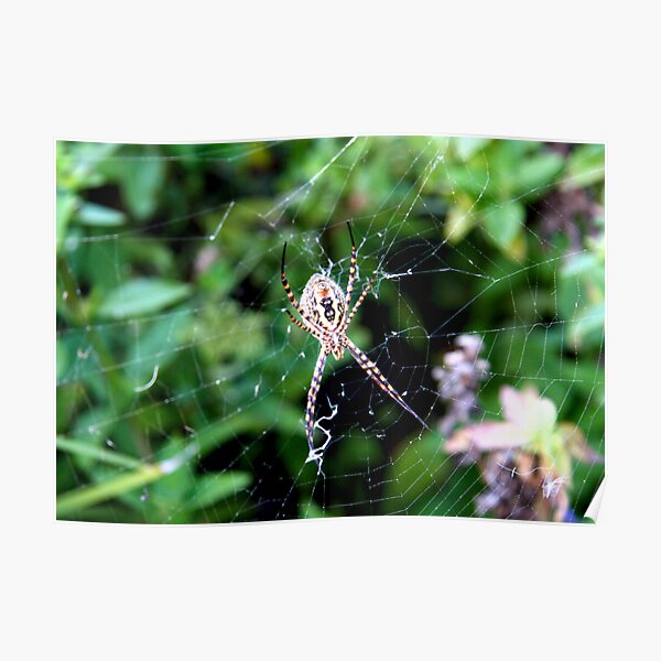 Argiope trifasciata underbelly Poster