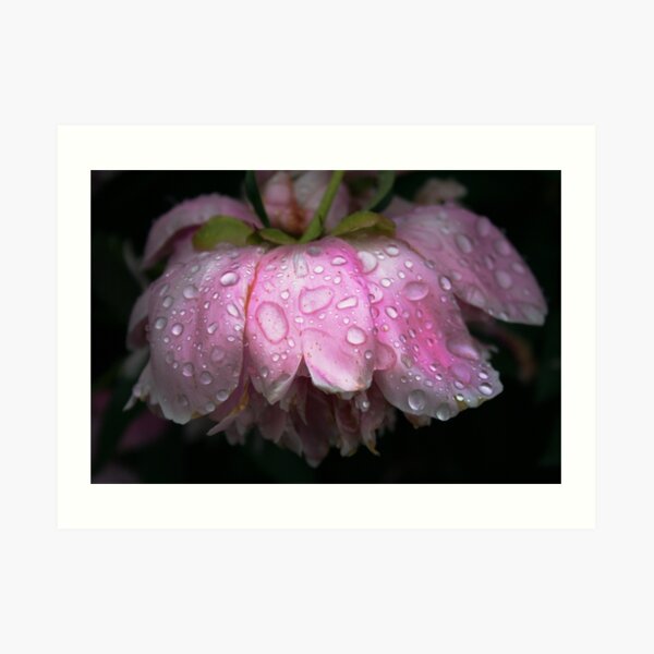 After rain Art Print