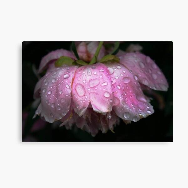 After rain Canvas Print