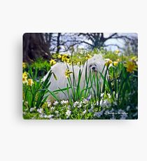 Snowdrop the Maltese & The Pretty Spring Flowers Canvas Print