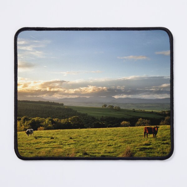 Item preview, Cattle graze during a sunset looking towards the Trossachs, Scotland designed and sold by Richard Flint.